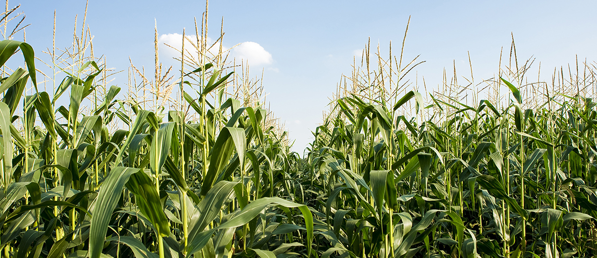 Picture of corn field