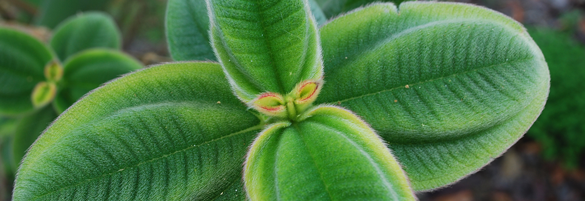 Picture of a plant